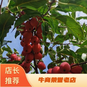 香妃海棠苗基地直发全国走货支持视频看货欢迎咨询采购