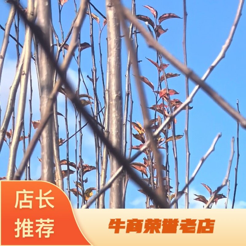 鸡心果树苗诚信经营支持视频看货欢迎选购