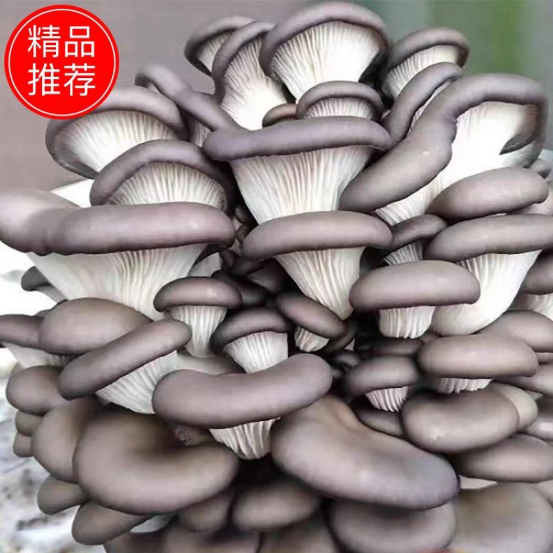 【实力商家】鲜平菇自产自销现摘现发价格实惠量大从优