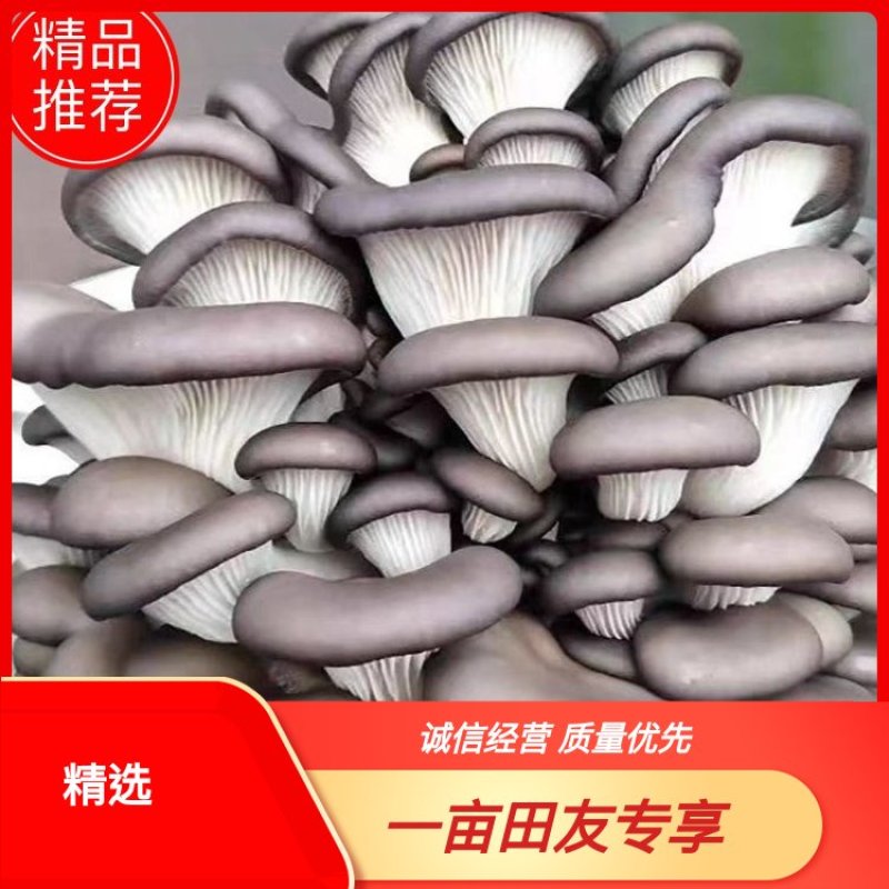 【实力商家】鲜平菇自产自销现摘现发价格实惠量大从优