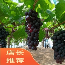 河北昌黎玫瑰香葡萄，产地直发，一手货源，量大从优