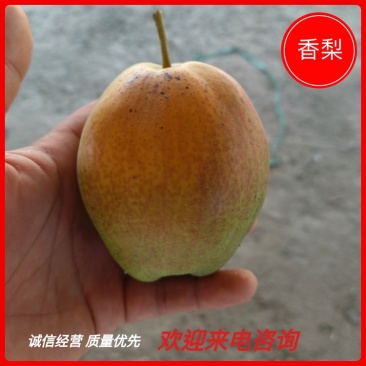 陕西渭南红香酥梨，大量上市，保质保量，支持视频看货