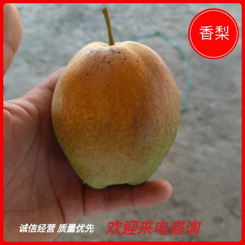 陕西渭南红香酥梨，大量上市，保质保量，支持视频看货