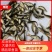 重庆草鱼苗出售淡水养殖成活率高鱼苗成品销售欢迎咨询