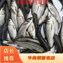 草鱼成品批发量大价优支持视频看货欢迎来电洽谈合作