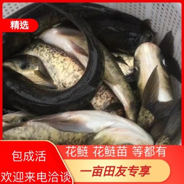 【包成活】花鲢鱼〔苗〕规格齐全〔送货到塘〕提供技术