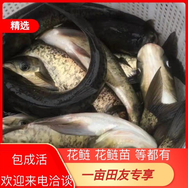 【包成活】花鲢鱼〔苗〕规格齐全〔送货到塘〕提供技术