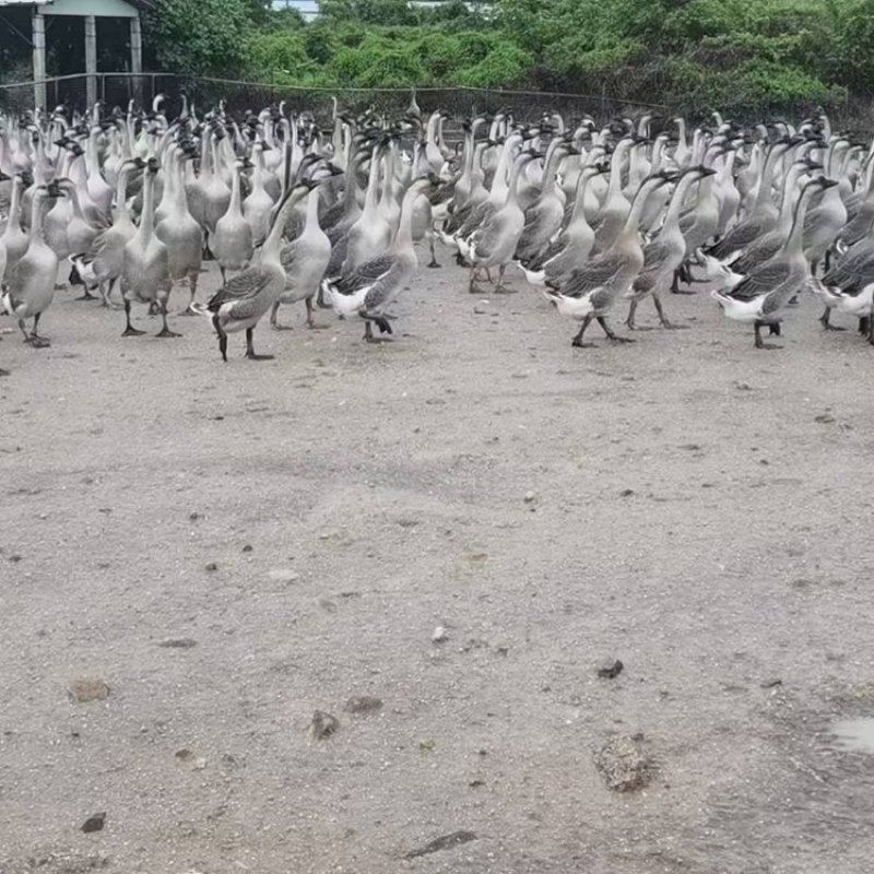马岗鹅活鹅产地直销量大质优价格优惠一手货源欢迎咨询