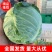 精品有机甘蓝圆包菜，全国发货，保质保量，可对接各大批发市场