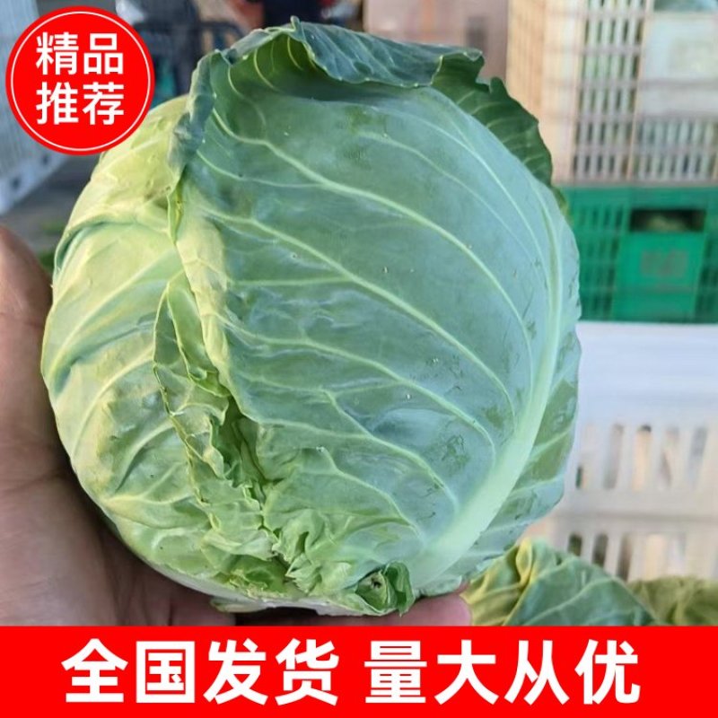 精品有机甘蓝圆包菜，全国发货，保质保量，可对接各大批发市场