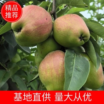 酥脆多汁，香甜可口的新梨7号以上市。欢迎广大客商洽谈合作