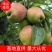 酥脆多汁，香甜可口的新梨7号以上市。欢迎广大客商洽谈合作