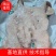 带耳朵猪头皮量大从优可视频看货欢迎选购