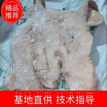 带耳朵猪头皮量大从优可视频看货欢迎选购