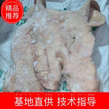 带耳朵猪头皮量大从优可视频看货欢迎选购