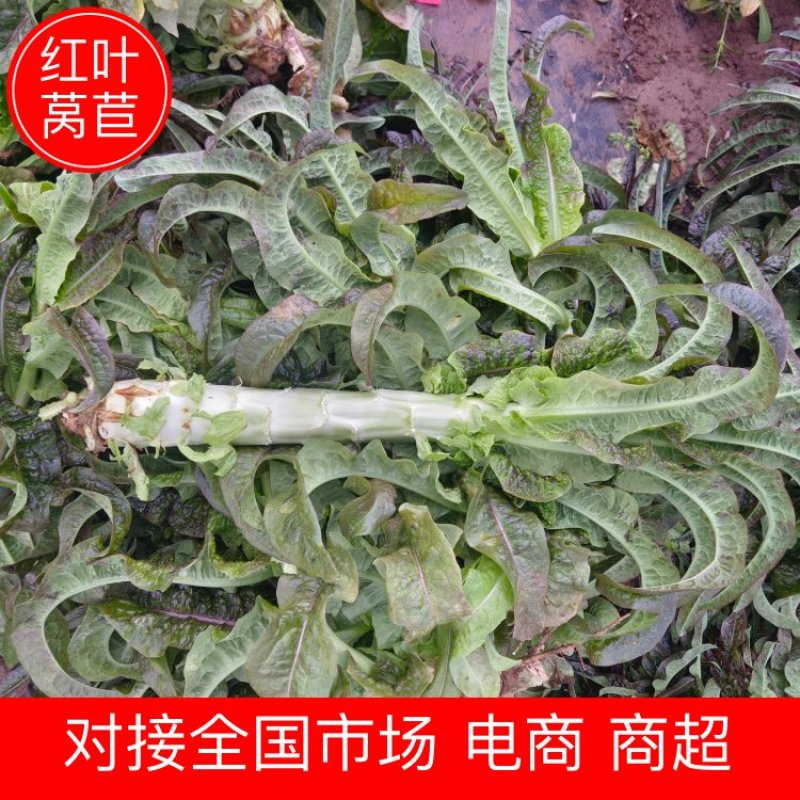 【定西莴苣】甘肃红叶莴苣大量上市品质保证量大从优