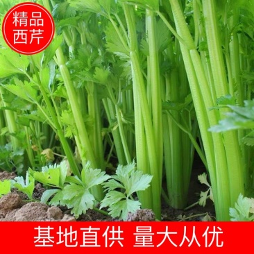 【芹菜】甘肃西芹基地直发提供一条龙服务欢迎来电咨询
