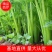 【芹菜】甘肃西芹基地直发提供一条龙服务欢迎来电咨询