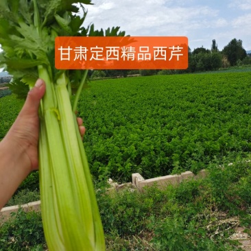 【芹菜】甘肃精品西芹产地直发品质保证供应全国市场