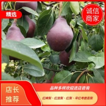 梨红啤梨早红考密斯梨红巴梨红梨产地供应