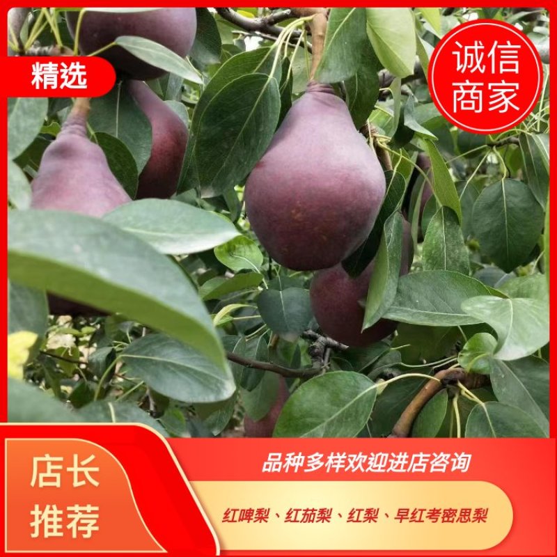 梨红啤梨早红考密斯梨红巴梨红梨产地供应