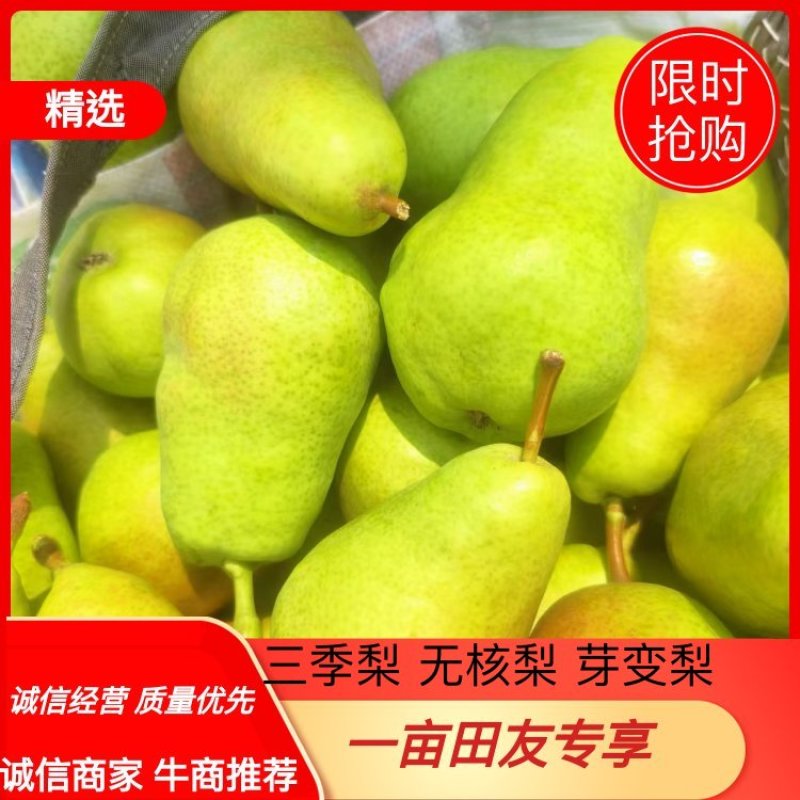 三季梨洋梨无核梨芽变梨大泽山梨产地精品大量上市