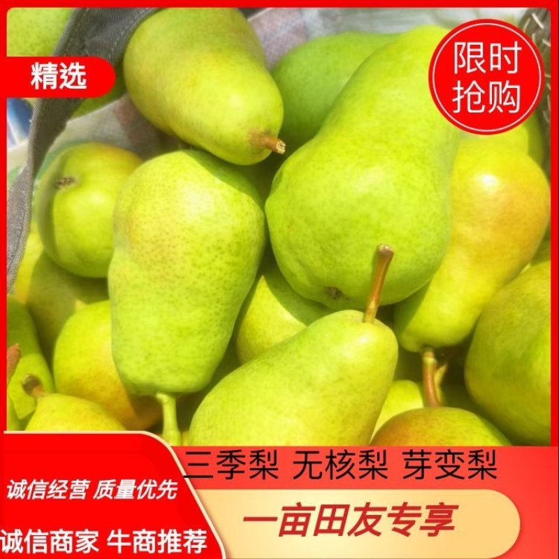三季梨洋梨无核梨芽变梨大泽山梨产地精品大量上市