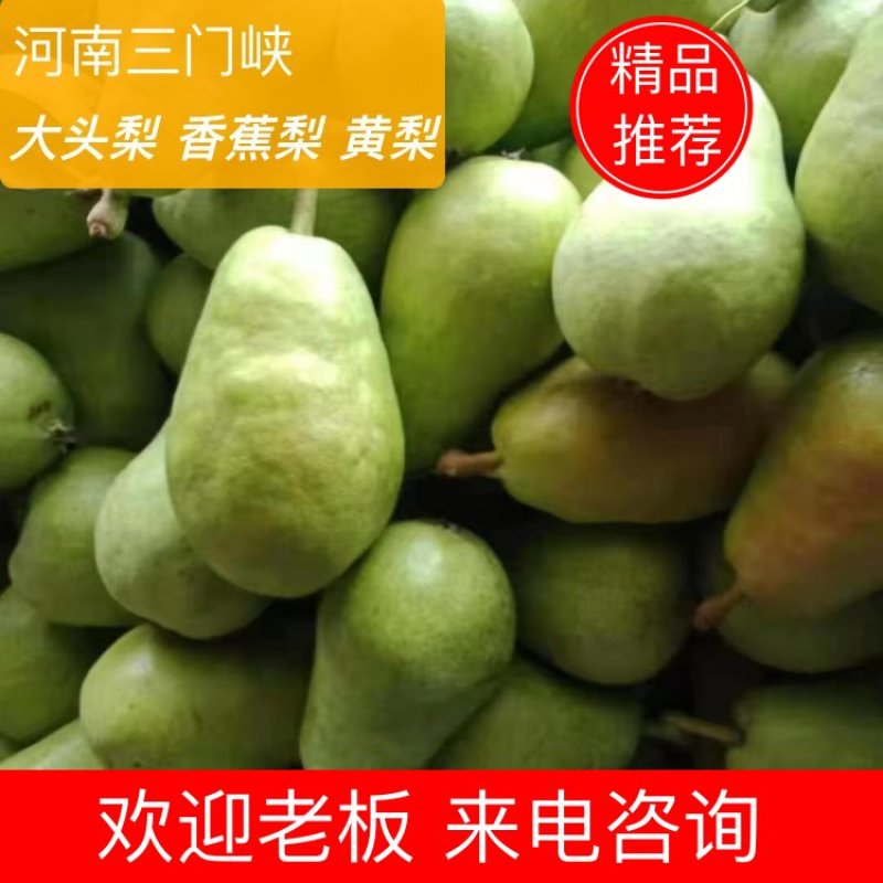 大头梨香蕉梨黄梨产地直发品质保证一手货源
