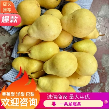 香蕉梨太婆梨产地河南三门峡葫芦梨秋巴梨产地火供