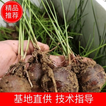 【每日推荐】广西荔浦正宗（荸荠苗）量大从优可视频