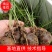 【每日推荐】广西荔浦正宗（荸荠苗）量大从优可视频
