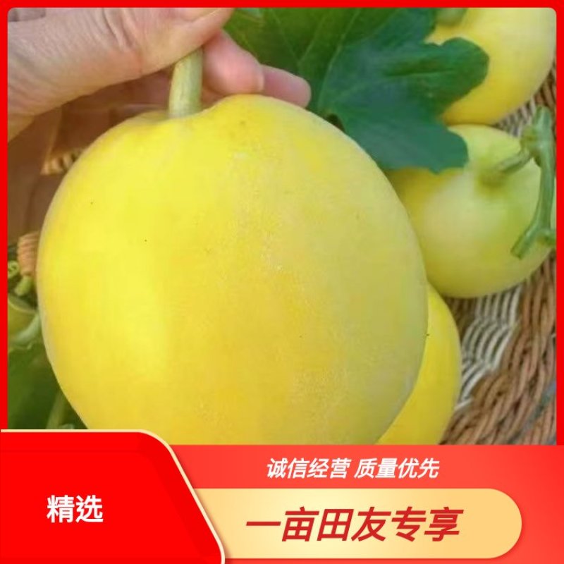 【精品甜瓜】蜜甜多汁对接商超社团量大从优脆甜爽口