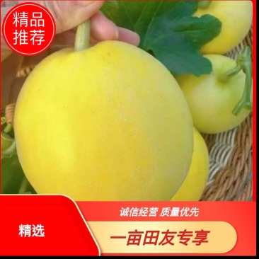 【精品甜瓜】蜜甜多汁对接商超社团量大从优脆甜爽口