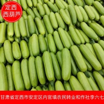 定西西葫芦甘肃绿皮西葫芦大量供应品质保证代发全国