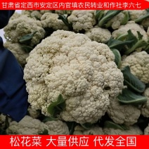 甘肃松花菜定西散花产地直发供应全国市场电商商超