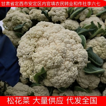 甘肃松花菜定西散花产地直发供应全国市场电商商超