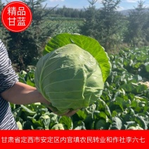 圆包菜定西甘蓝现砍现发万亩基地持续供应欢迎来电咨询