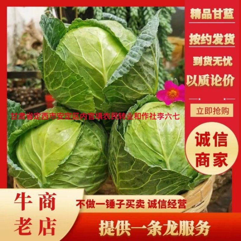 【精选】甘肃甘蓝圆包菜基地直发量大从优一条龙服务