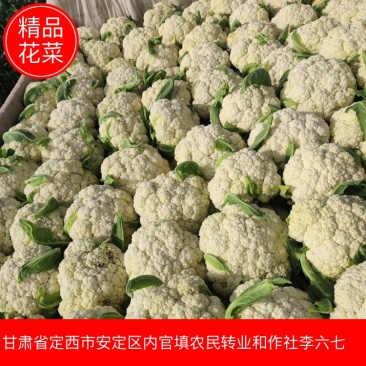 定西花菜白面青梗松花菜对接食品厂加工厂市场