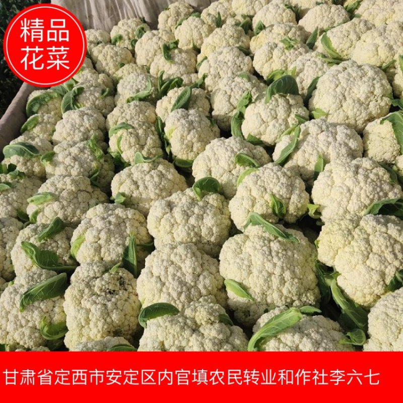 定西花菜白面青梗松花菜对接食品厂加工厂市场