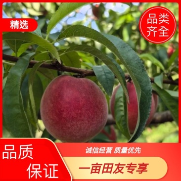 河北红毛桃货源充足大量现货品类齐全欢迎各位老板联系
