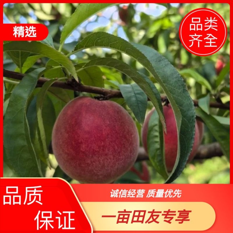 河北红毛桃货源充足大量现货品类齐全欢迎各位老板联系