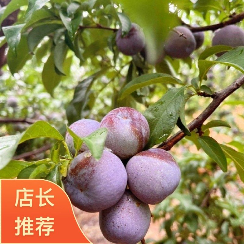 精品五月脆李子清爽可口/产地直发/对接各大商超，全国采购