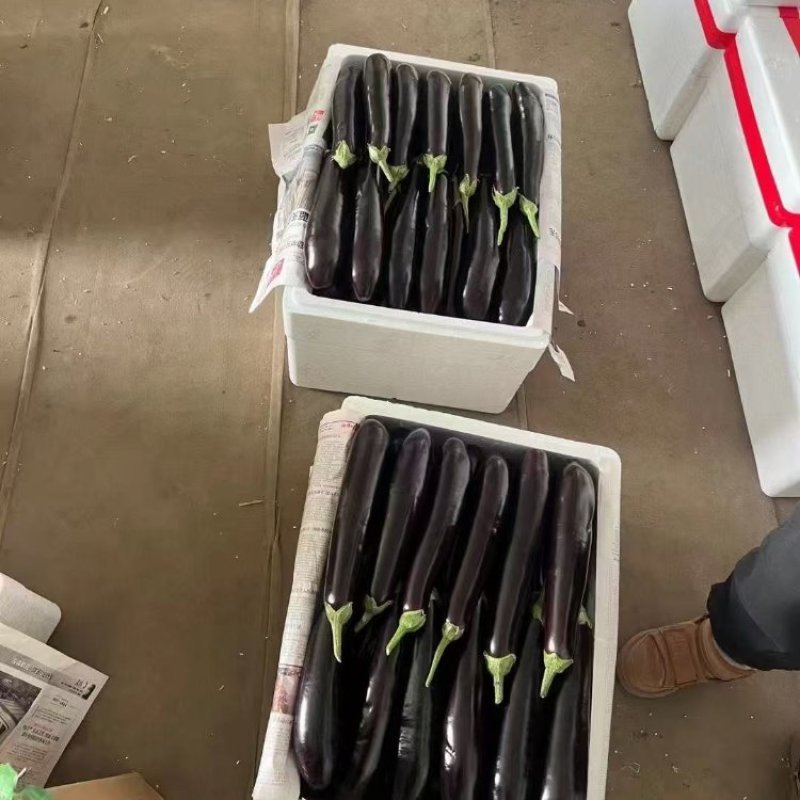 长茄紫皮长茄子新鲜蔬菜现摘先发当季产品欢迎咨询