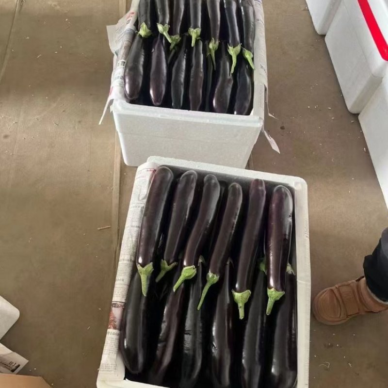长茄紫皮长茄子新鲜蔬菜现摘先发当季产品欢迎咨询