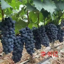 河北葡萄精品夏黑葡萄对接电商市场商超一手货源