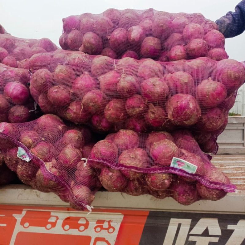 红皮洋蔥量大质优价格优惠一手货源支持视频看货采购