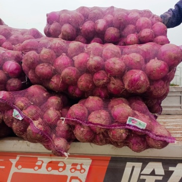 红皮洋蔥量大质优价格优惠一手货源支持视频看货采购