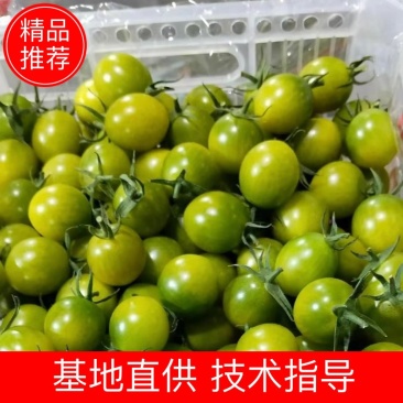 青甜二号苗青甜2号超甜绿色小番茄苗接受预订