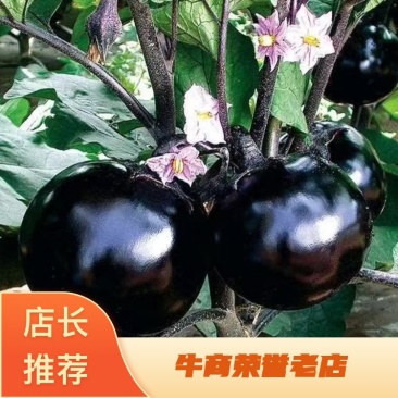 苗厂直发嫁接圆茄苗基地一手货源价格实惠全国发货